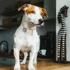 Unbranded 3pcsdog Collier Et Laisse Chien Nœud Papillon Avec Bell Dog Bandana Peau De Chien Collier Chien Chien 7 Unbranded 3pcsdog Collier Et Laisse Chien Nœud Papillon Avec Bell Dog Bandana Peau De Chien Collier Chien Chien -nourriture pour chien boutique 584055469 max