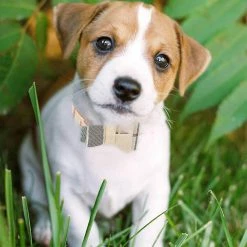 Unbranded 3pcsdog Collier Et Laisse Chien Nœud Papillon Avec Bell Dog Bandana Peau De Chien Collier Chien Chien 8 Unbranded 3pcsdog Collier Et Laisse Chien Nœud Papillon Avec Bell Dog Bandana Peau De Chien Collier Chien Chien -nourriture pour chien boutique 584055541 max