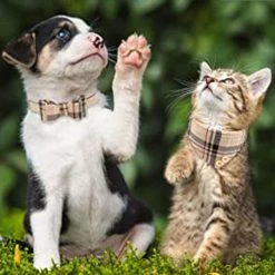 Unbranded 3pcsdog Collier Et Laisse Chien Nœud Papillon Avec Bell Dog Bandana Peau De Chien Collier Chien Chien 9 Unbranded 3pcsdog Collier Et Laisse Chien Nœud Papillon Avec Bell Dog Bandana Peau De Chien Collier Chien Chien -nourriture pour chien boutique 584055649 max