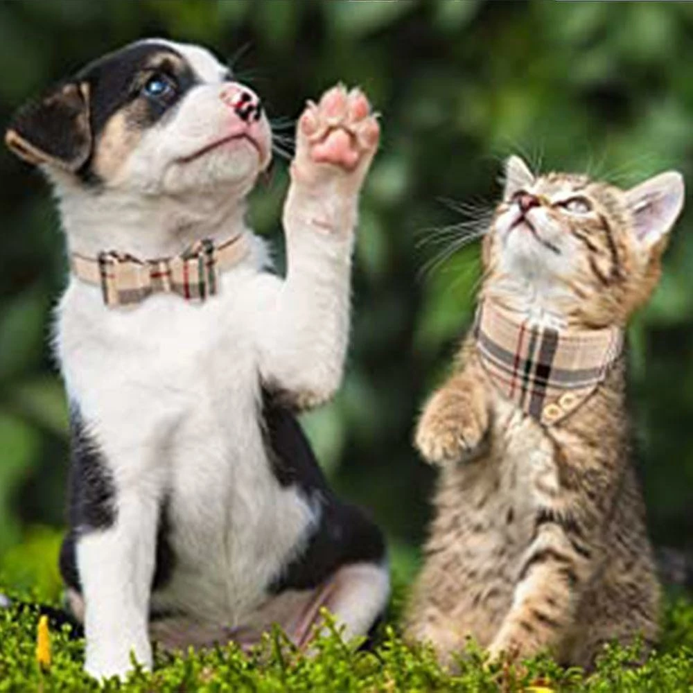 Unbranded 3pcsdog Collier Et Laisse Chien Nœud Papillon Avec Bell Dog Bandana Peau De Chien Collier Chien Chien 5 Unbranded 3pcsdog Collier Et Laisse Chien Nœud Papillon Avec Bell Dog Bandana Peau De Chien Collier Chien Chien – Image 5