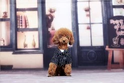 Unbranded Dog Tuxedo Dog Suit, Dogs Tuxedo Wedding Party Suit, Dog Prince Wedding Bow Tie Shirt Tenue Formelle De Mariage Pour Petits Chiens Bulldogs(1 Pack, S)