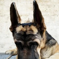 Mryenc Doberman Dog Ear Stand Up Support, Pet Dog Ear Fixed Correction Vertical Stand Avec Ruban Pour Doberman 9 Mryenc Doberman Dog Ear Stand Up Support, Pet Dog Ear Fixed Correction Vertical Stand Avec Ruban Pour Doberman -nourriture pour chien boutique 597454451 max