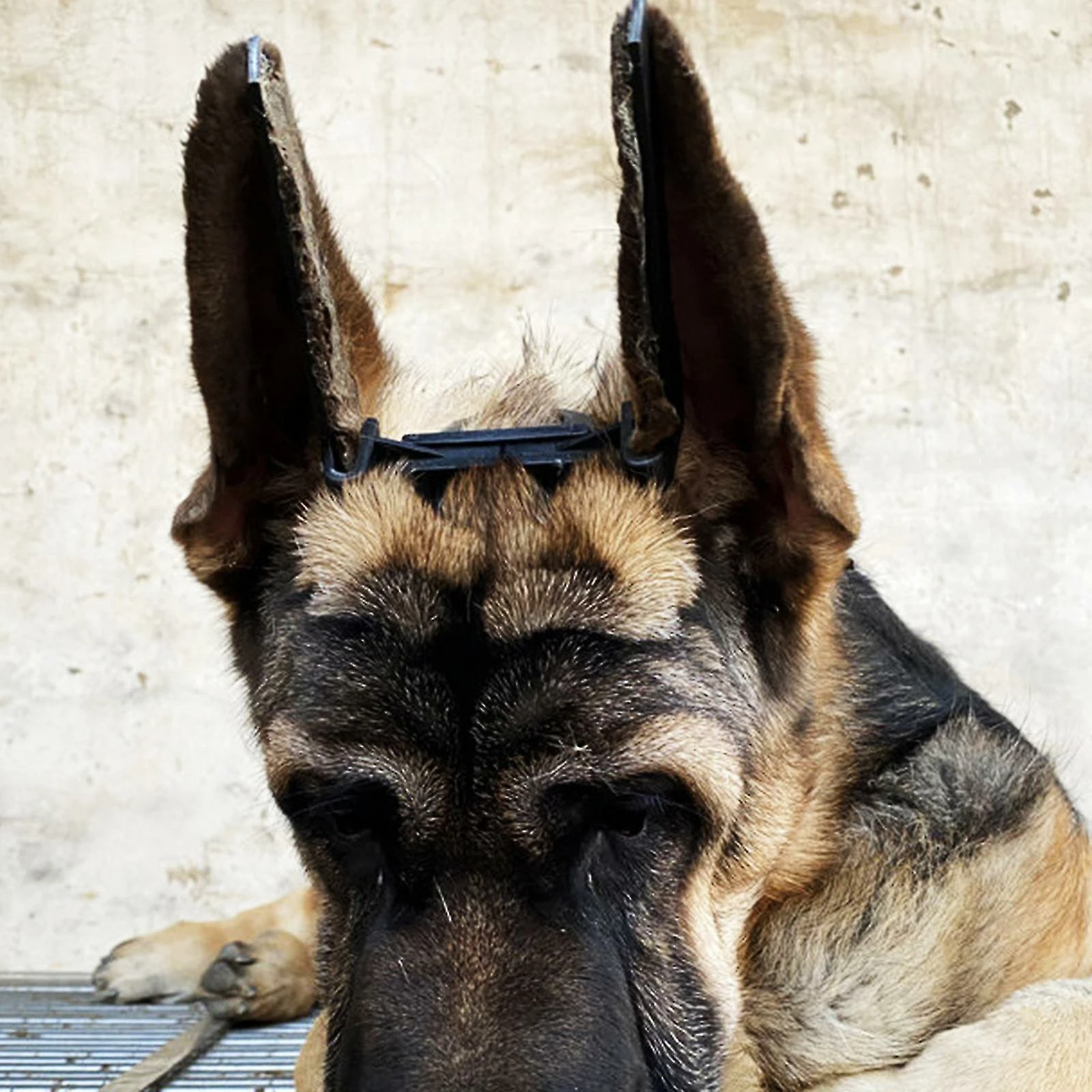 Mryenc Doberman Dog Ear Stand Up Support, Pet Dog Ear Fixed Correction Vertical Stand Avec Ruban Pour Doberman 5 Mryenc Doberman Dog Ear Stand Up Support, Pet Dog Ear Fixed Correction Vertical Stand Avec Ruban Pour Doberman – Image 5