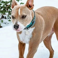 Heytea 2 Pièces De Plaques D’identité Avec Gravure. Adresse Tag Dog Tag Dog Tag Cadeau Personnalisé D’identification D’animal De Compagnie -nourriture pour chien boutique 612287030 max