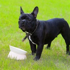 Unbranded Bulldog Anti-slip Dog Cat Bowl, Amovible, Pet Sterile Tilt Pet Feeder Ramp Base, Blanc, 1 Pack -nourriture pour chien boutique 615127897 max