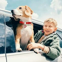 Unbranded Collier Pour Chien Pet Dog Chain Cat Collar Réglable Dog Collar Diamond Flash Dog Collar Dog Abdominal Wound Protection -nourriture pour chien boutique 620421618 max