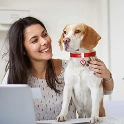 Unbranded Collier Pour Chien Pet Dog Chain Cat Collar Réglable Dog Collar Diamond Flash Dog Collar Dog Abdominal Wound Protection -nourriture pour chien boutique 620421641 max