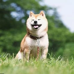 Unbranded 20pc Snap Hooks Pour Dog Leash Collar Linking, Heavy Duty Swivel Fermoir Eye Buckle Trigger Clip Pour P -nourriture pour chien boutique 620960028 max