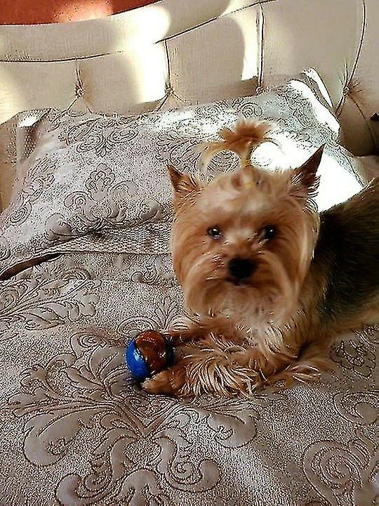 Unbranded Hoopet Ball Sound Squeaky Chew-toy Rubber Puppy Pet-dog Play Drôle De Petit Grand Chien Naturel 5 Unbranded Hoopet Ball Sound Squeaky Chew-toy Rubber Puppy Pet-dog Play Drôle De Petit Grand Chien Naturel – Image 5