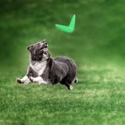 Unbranded 2 Pcs Dog Boomerang Caoutchouc Outdoor Dog Training Toy Easy Exercise Play Chew Flyer Pour Pupp -nourriture pour chien boutique 639759153 max