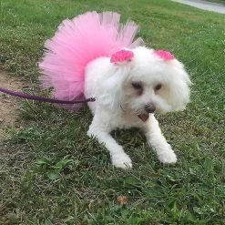 Jccc Rose Pet Dog Cat Costume Tutu Outfit Animal Halloween Party Tulle Jupe -nourriture pour chien boutique 659177746 max