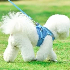 Unbranded 2 Packs Dog Harness Step-in Breathable Puppy Cat Dog Vest Harnesses Size S Colour Blue -nourriture pour chien boutique 662214628 max