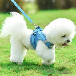 Unbranded 2 Packs Dog Harness Step-in Breathable Puppy Cat Dog Vest Harnesses Size S Colour Blue -nourriture pour chien boutique 662214783 max