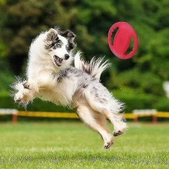 Liangnv Jouet à Disque Volant De Chien, Healwe Rubber Dog Resistant Outdoor Training Recovery -nourriture pour chien boutique 664154061 max