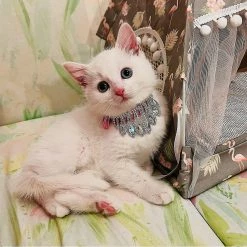 Unbranded Bling Strass Dog Collar Soft Réglable Diamond Pendentif Crystal Puppy Cat Collars Gem Strass Pet Collar Pet Supplies-s 9 Unbranded Bling Strass Dog Collar Soft Réglable Diamond Pendentif Crystal Puppy Cat Collars Gem Strass Pet Collar Pet Supplies-s -nourriture pour chien boutique 665616631 max