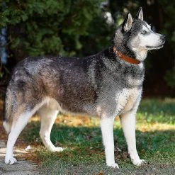 Unbranded Airtag Dog Collar, Réglable En Cuir De Vachette Naturelle Dog Collar Stand Compatible Avec Airtag, Compatible Avec Les Petits Chats De Chien Moyen Et Grand, S, Marron -nourriture pour chien boutique 701735369 max