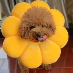 Daka Dog Cone Collar Pet E-collar Recovery Pet Cone Collarm Jaune) 7 Daka Dog Cone Collar Pet E-collar Recovery Pet Cone Collarm Jaune) -nourriture pour chien boutique 701840048 max