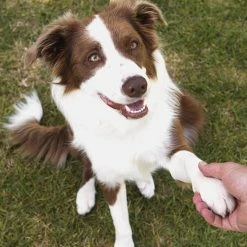 Unbranded Cat Dog Professional Pet Stain, Hair Dye Cream Coloring Agent, Safe Hair Dye, Pet Grooming Hair Coloring Dyes Pigment Agent Suppliesgray Brown -nourriture pour chien boutique 713462367 max