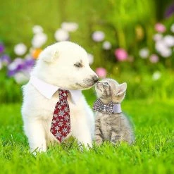 Unbranded Pet Tie Dog Tie Réglable Costume Dog Collar Ties Party Accessoires Costume De Noël -nourriture pour chien boutique 721530756 max