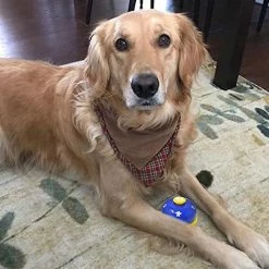 Luluzhu Cloche Pour Animaux De Compagnie, 2 Pack Metal Bell Dog Training Avec Fonds En Caoutchouc Antidérapants Cloche De Porte Pour Chien Pour PotTy Training Ring Pet Tool Dispositif De Communication Pour -nourriture pour chien boutique 729344534 max