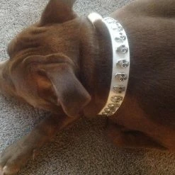 Unbranded Pet Dog Pu Collier En Cuir Sangle Cool Cool Skull Inlay Réglable Soft Dog Collier Collier -nourriture pour chien boutique 736522758 max
