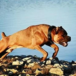 Unbranded Dogs Kingdom Leather Black Spiked Studded Dog Collar 2 » De Large, Collier Boxer -nourriture pour chien boutique 736535253 max