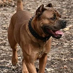 Unbranded Dogs Kingdom Leather Black Spiked Studded Dog Collar 2 » De Large, Collier Boxer -nourriture pour chien boutique 736535437 max