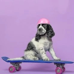 Unbranded Chien De Compagnie Dog Doggie Hardhat Pour Chiot Chihuahua Chiens Aveugles Conduite De Motos Vélo Activités De Plein Air Pour Protéger La Tête Imperméable à L’eau Supplie -nourriture pour chien boutique 754042618 max