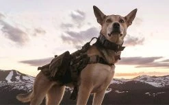 Unbranded Dog Collar For Large Dogs Wide Tactical Collars With For Extra Large Breed Dogs , Thick Puppy Collar Nylon B -nourriture pour chien boutique 763017052 max