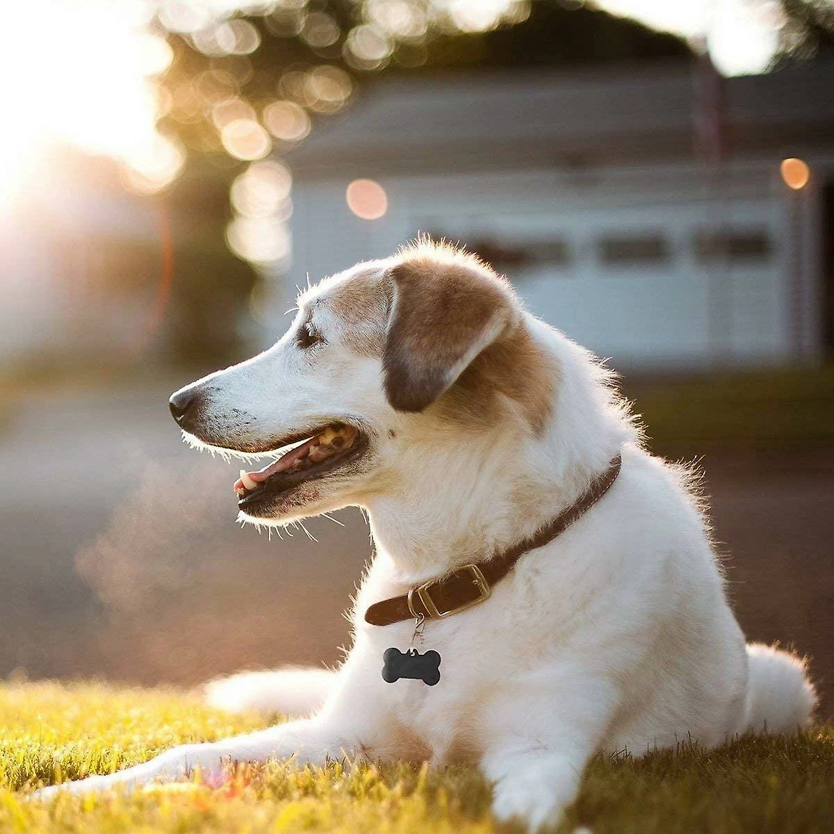 LetsGO Dog And Cat Id Tag Personnalisé Gravure Recto-verso Acier Inoxydable En Forme D’os Prénom Pet Tag Adresse Tel(black) 5 LetsGO Dog And Cat Id Tag Personnalisé Gravure Recto-verso Acier Inoxydable En Forme D’os Prénom Pet Tag Adresse Tel(black) – Image 5