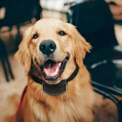 Unbranded Anti Bark Electric Shock Dog E-collar Stop Barking Pet Training Collar -nourriture pour chien boutique 769119757 max