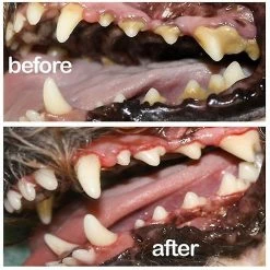 Unbranded Pet Spray Dog Soins Bucco-dentaires Mauvaise Haleine Dents Nettoyage Haleine Assainisseur De Plaque Détrait -nourriture pour chien boutique 769260697 max