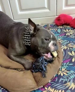 Unbranded Fash Y Pit Dog Collar Leash Morsure En Laisse 7 Unbranded Fash Y Pit Dog Collar Leash Morsure En Laisse -nourriture pour chien boutique 772148311 max