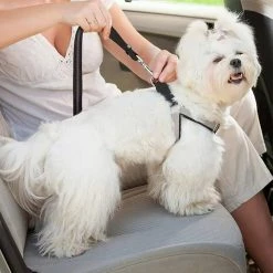 Unbranded Farfi Pet Belt Attaché Absorption Des Chocs Tightly Highly Reflective Heavy Duty Dog Leash Pour L’extérieur 6 Unbranded Farfi Pet Belt Attaché Absorption Des Chocs Tightly Highly Reflective Heavy Duty Dog Leash Pour L’extérieur -nourriture pour chien boutique 814245112 max