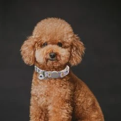 Unbranded Farfi Dog Collar Adjustable Dress Up Soft Flower Print Bell Cat Collar Dog Supplies 8 Unbranded Farfi Dog Collar Adjustable Dress Up Soft Flower Print Bell Cat Collar Dog Supplies -nourriture pour chien boutique 814260828 max