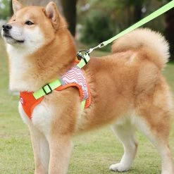 Unbranded Chiens Harnais Pet Chest Leash Dog Walking Running Rope Harness Dog Walking Gear -nourriture pour chien boutique 837676680 max 1