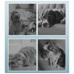 Unbranded Jouet De Ballon De Football Pour Chiots Dog Outdoor Training Interactive Pet Chew Dog Toy -nourriture pour chien boutique 837676742 max