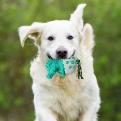 Unbranded Durable Dog Toy Dog Bone Chew Toy Interactive Pet Doggy Agressif Chewer Toy 7 Unbranded Durable Dog Toy Dog Bone Chew Toy Interactive Pet Doggy Agressif Chewer Toy -nourriture pour chien boutique 837677191 max