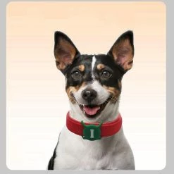 Unbranded Silicone Tracker Case Dog Cat Collar Gps Finder Colorful Protective Case -nourriture pour chien boutique 837677569 max