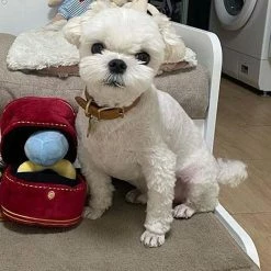 Cpdxb Ring Box Peluche Toy Love Case Stuffed Pet Chew Toy Sounds Puppies Kids Soft Dog Interested Toys -nourriture pour chien boutique 846536326 max