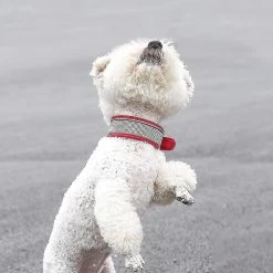 Unbranded Collier Pour Chien Réfléchissant Medium Large Dog Glitter Suede W / Strass, Cravate Pour Animaux De Compagnie Collier Réfléchissant Pour Animaux De Compagnie (1 Piecepink S) -nourriture pour chien boutique 846679443 max