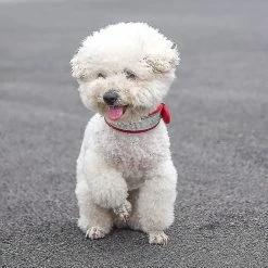 Unbranded Collier Pour Chien Réfléchissant Medium Large Dog Glitter Suede W / Strass, Cravate Pour Animaux De Compagnie Collier Réfléchissant Pour Animaux De Compagnie (1 Piecepink S) -nourriture pour chien boutique 846679548 max