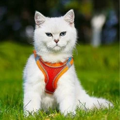 Unbranded Pet Dog Cat Harness Puppy Kitten Réglable Reflective Breathable Vest Harness (1 Pièce, Orange -nourriture pour chien boutique 846685454 max